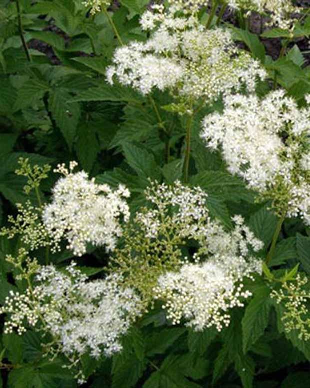 Purpur-Filipendule Alba Wiesenkönigin