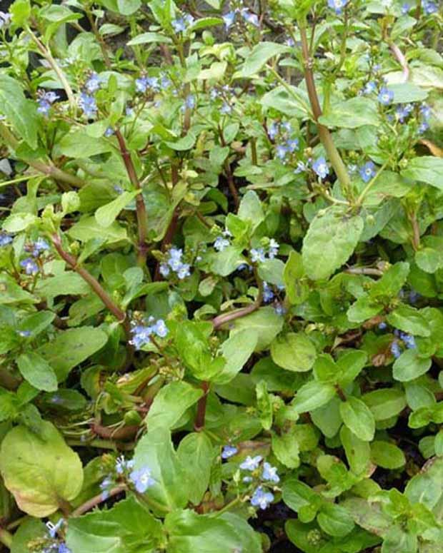 Bachveronika Pferdekresse Eulensalat
