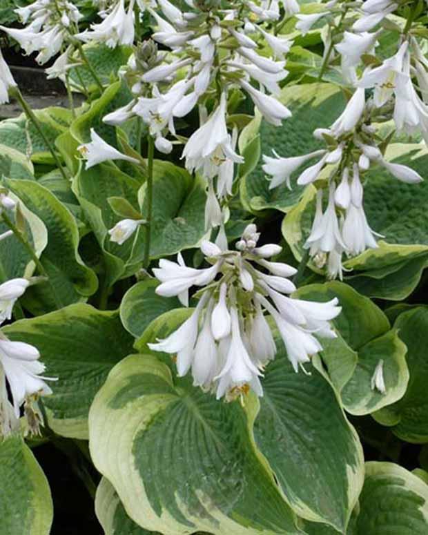 Hosta Northern Exposure Funkia