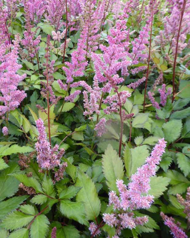 Astilbe Hybrid Maggie Daley