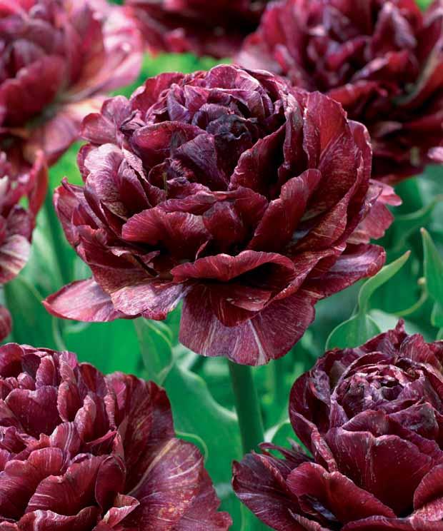 Pfingstrose Tulpe 'Nachtwacht' (x5)