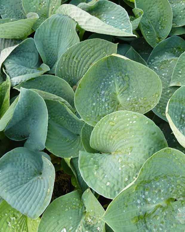 Hosta Ryans Big One Funkia