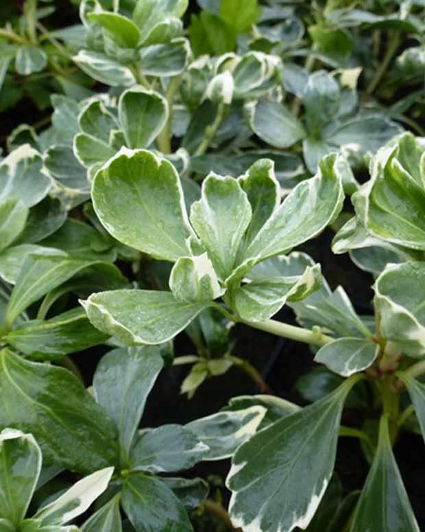 Pachysandre Variegata