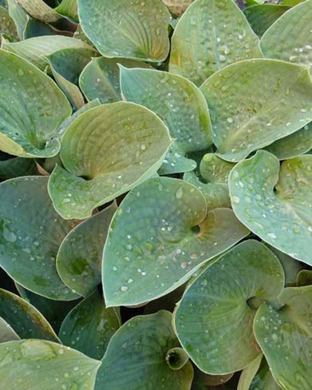 Hosta Big Daddy Funkia