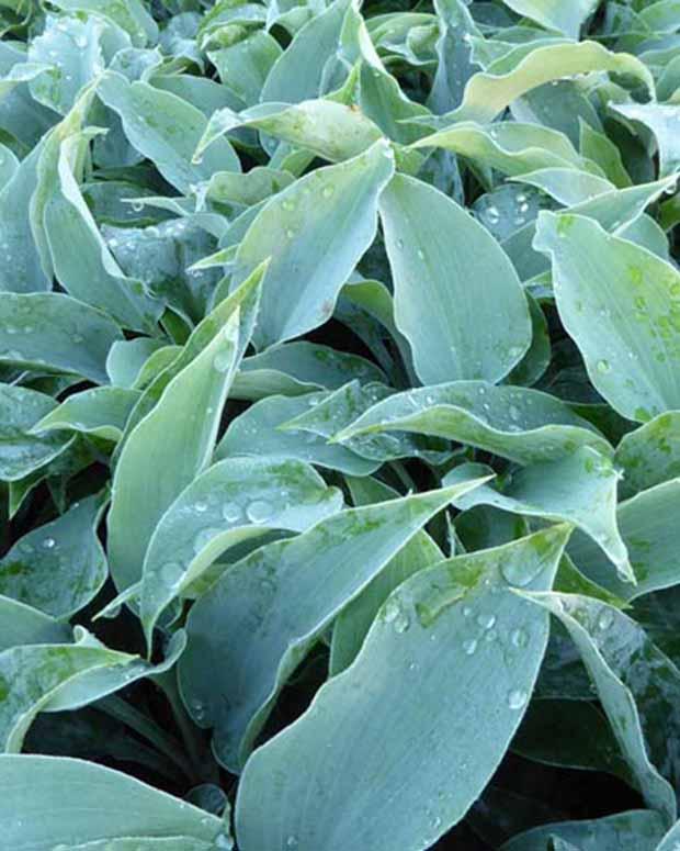 Hosta Titanium Funkia