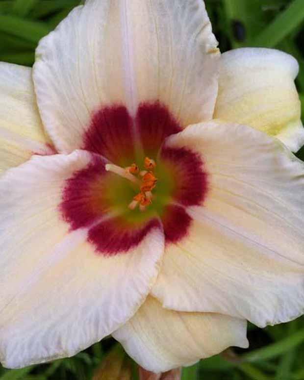 Hemerocallis Pandora's Box Lilie eines Tages