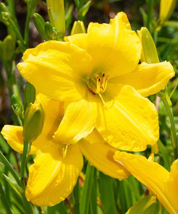 Hemerocallis Mary Todd
