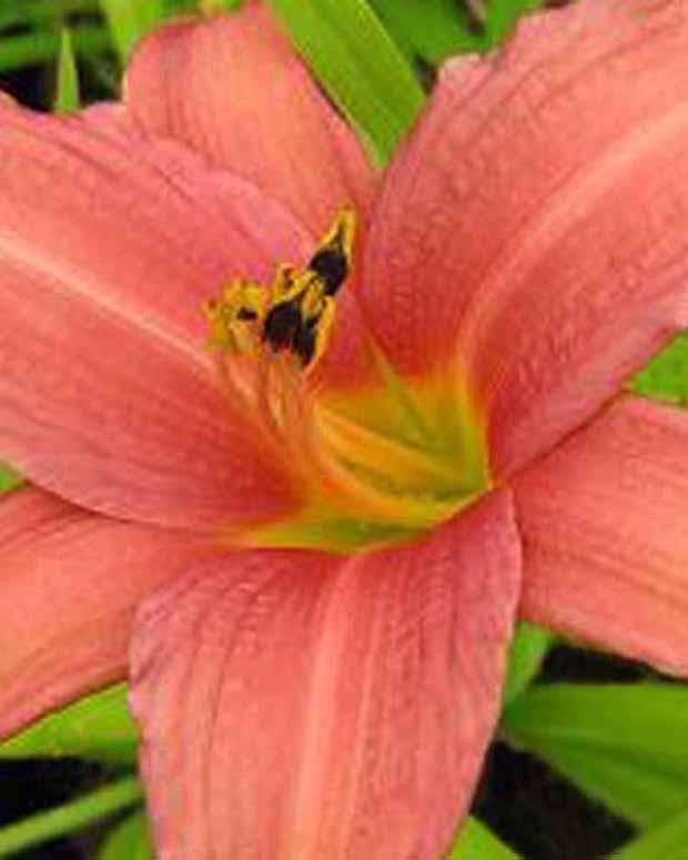 Hemerocallis Pink Charm Lilie eines Tages