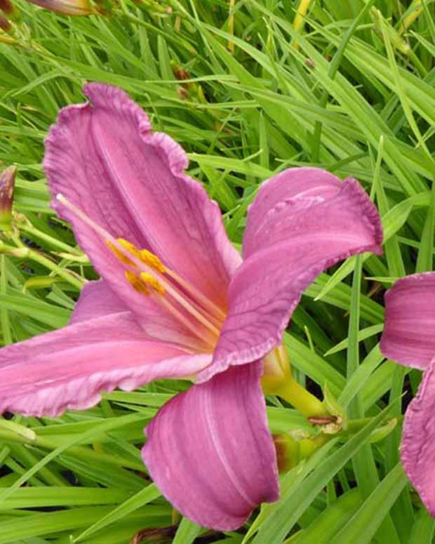 Hemerocallis Summer Wine Lilie eines Tages