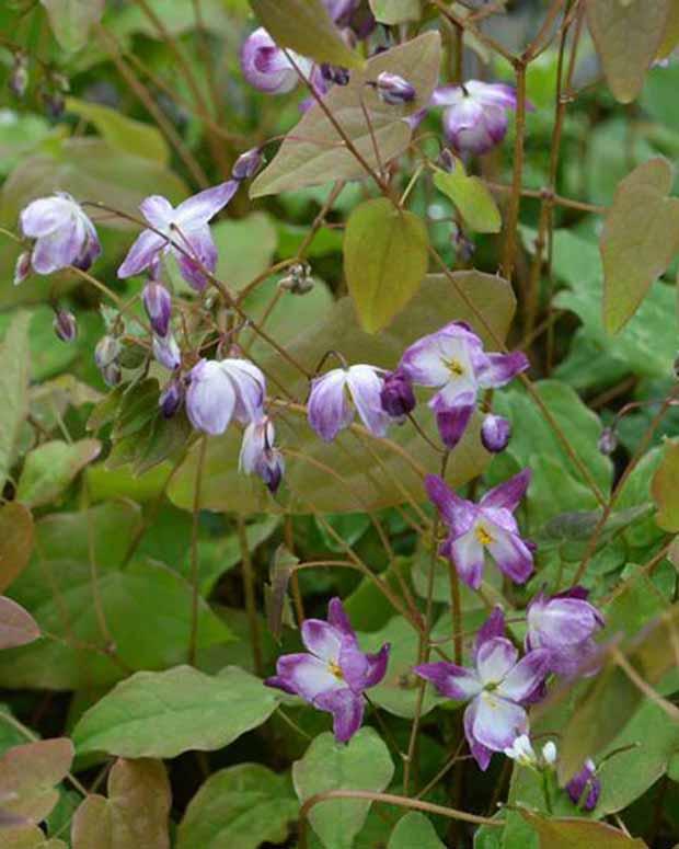 Blume der Elfen Merlin