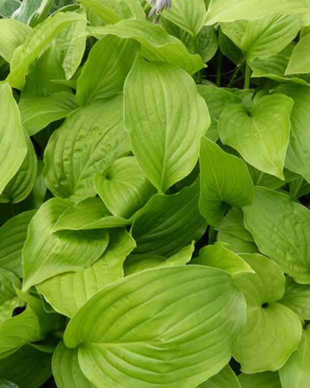 Hosta Hadspen Weiße Funkie