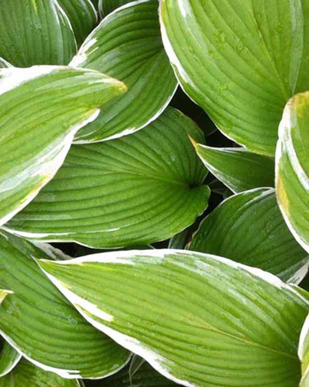 Hosta White On Funkia