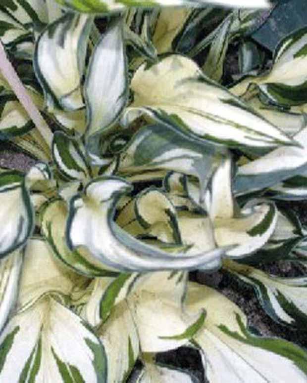 Hosta Fireworks Funkia