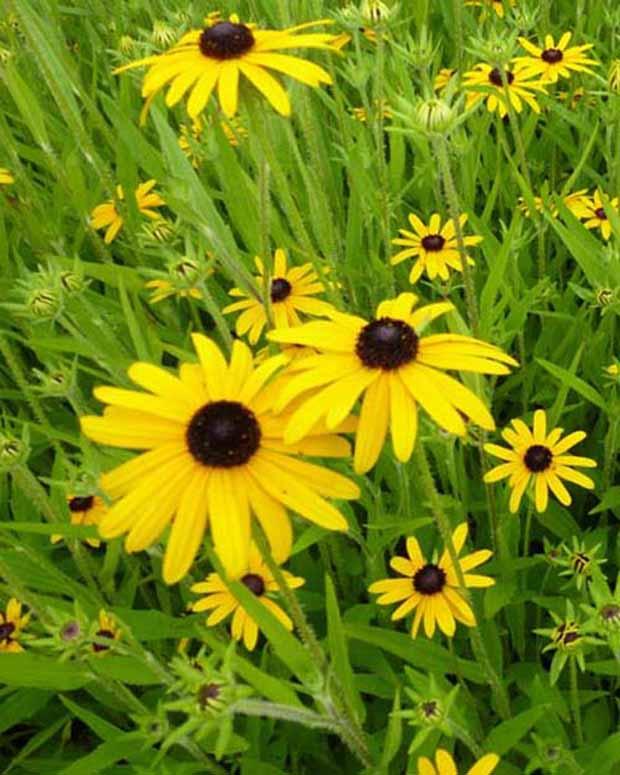 Rudbeckias speciosa (x3)