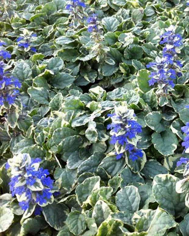 Kriechender Bugle Variegata