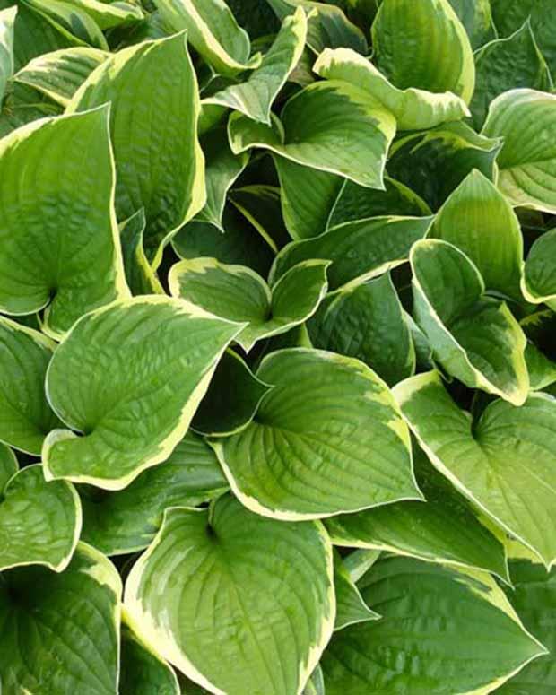 Hosta Aureomarginata Funkia