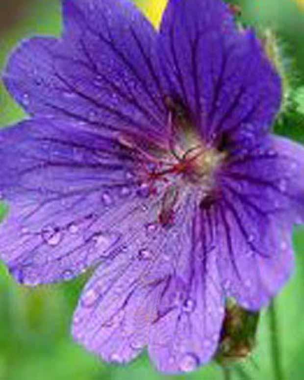 Blutgeranie Shooting Star