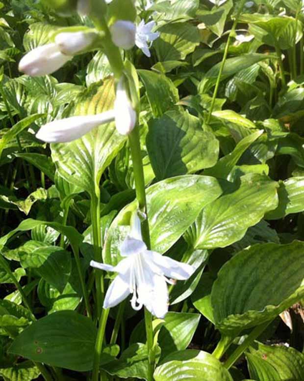 Hosta Royal Standard