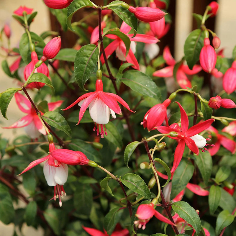 Fuchsie 'Lady Thumb'