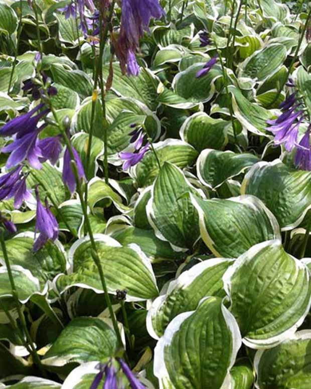 Hosta Koriyama Funkia