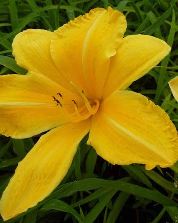 Hemerocallis Cartwheels Lilie eines Tages