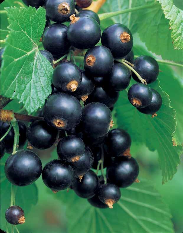 Sammlung von Schwarzen Johannisbeeren und Stachelbeeren (x4)