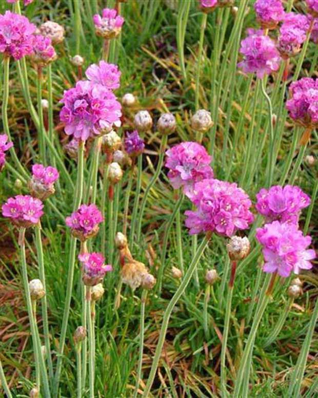 Spanischer Rasen Splendens Perfecta (x3)