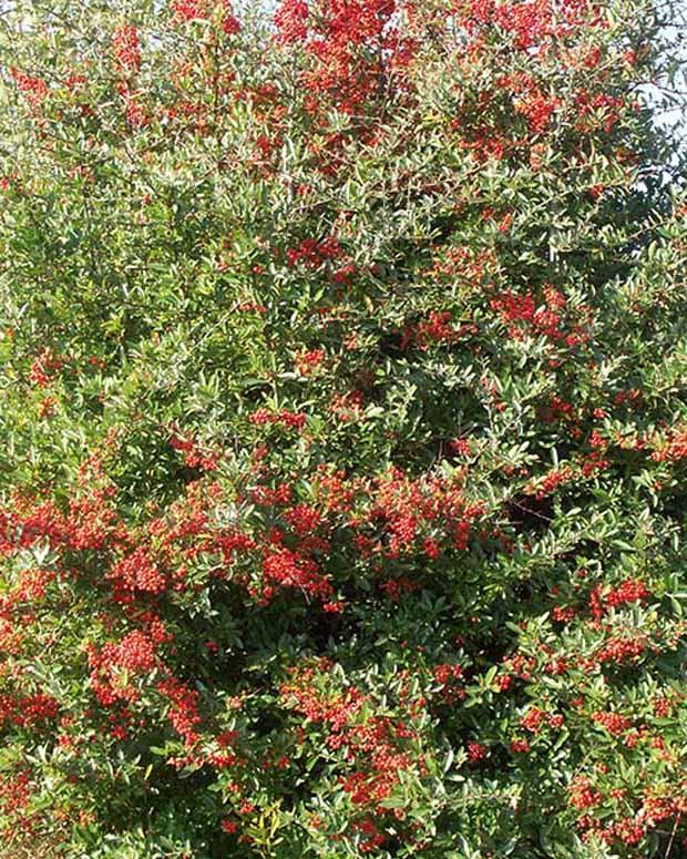 Feuerdorn Darts Red