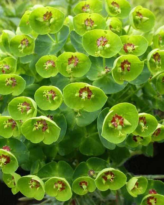 Martins Euphorbia Baby Charm