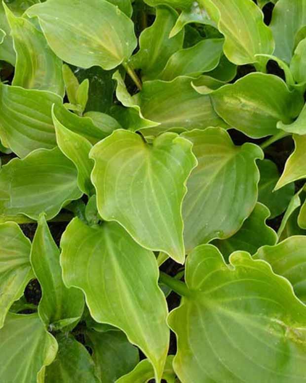 Hosta Invincible Funkia