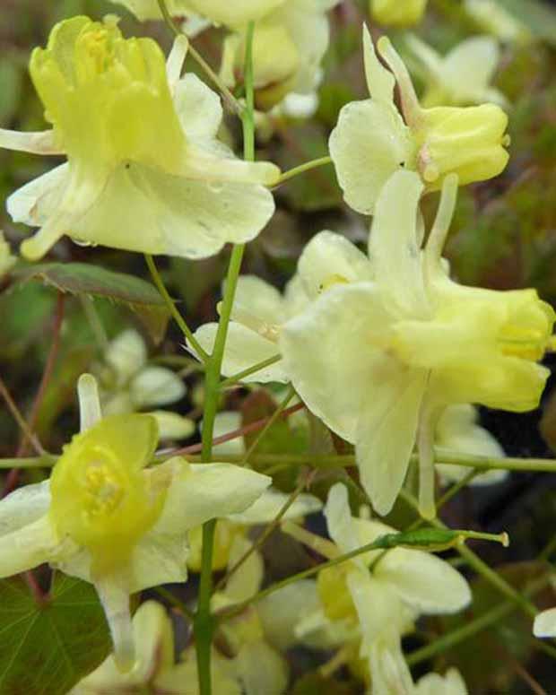 Blume der Elfen