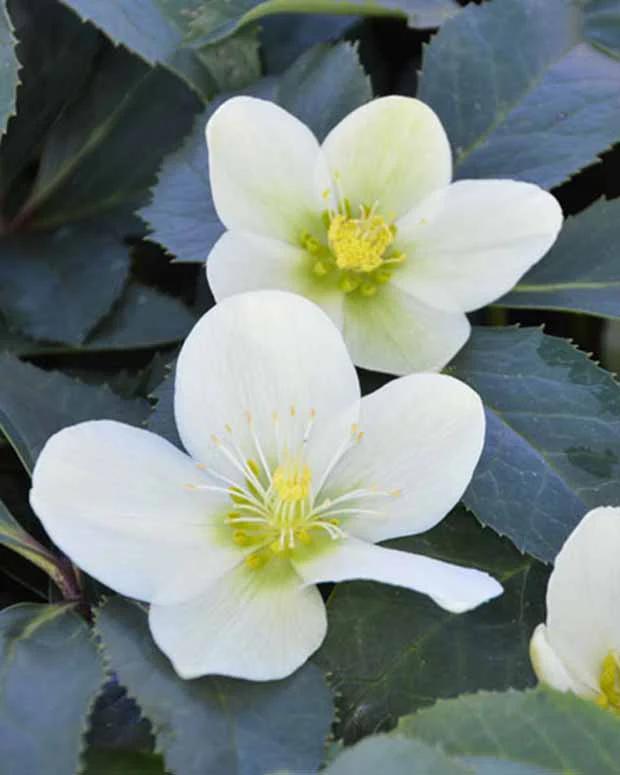 Helleborus Snow Love