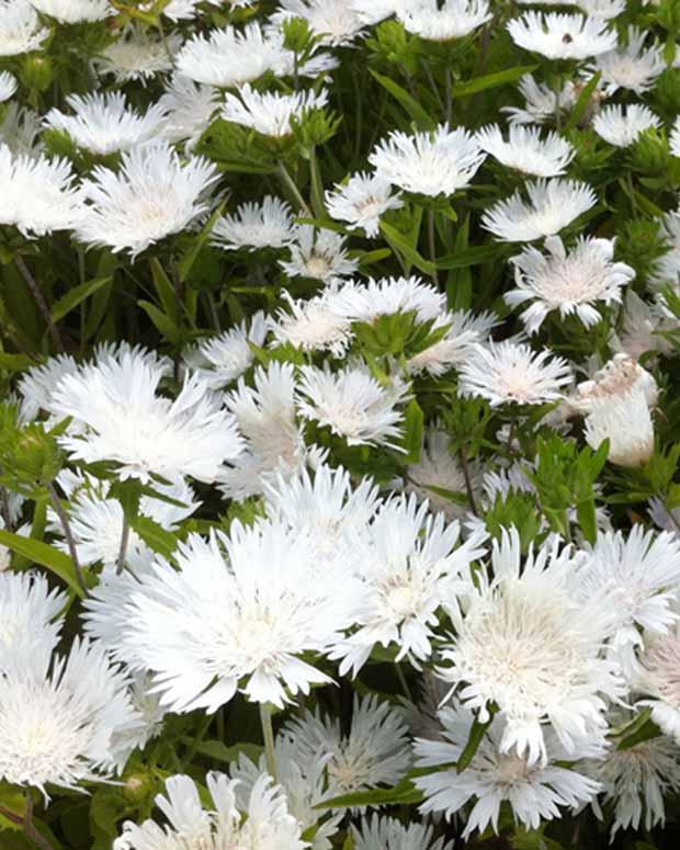 Amerikanische Kornblume Stokesia laevis Träumerei