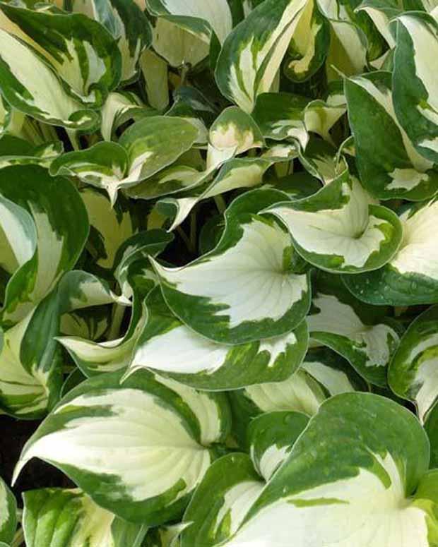 Hosta Reversed Patriot Funkia