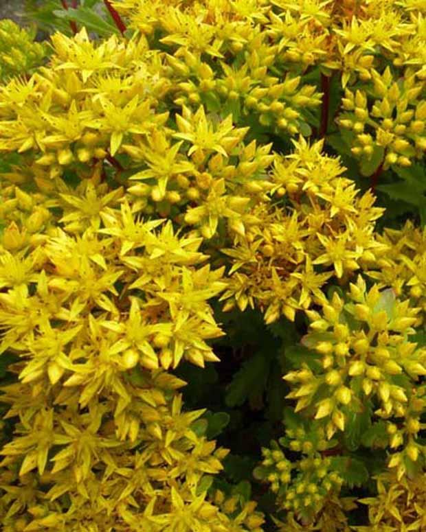 Hybrid-Knabenkraut Immergrünchen (x3)