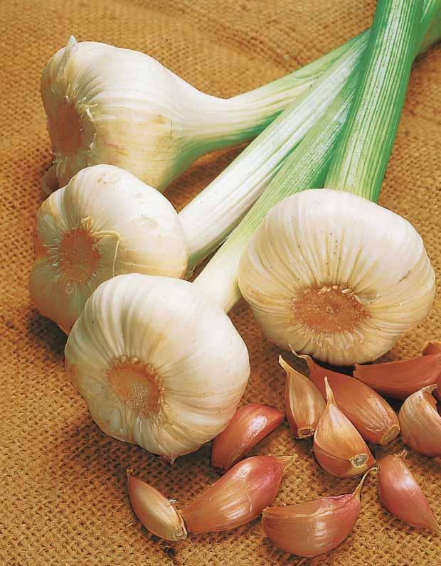 Rosa Knoblauch Flavor