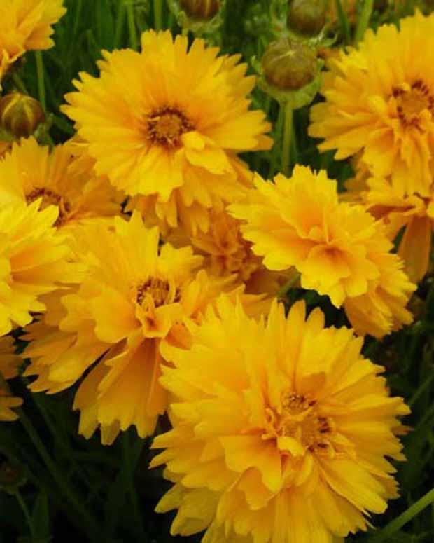 Großblumige Coreopsis Sunray (x3)