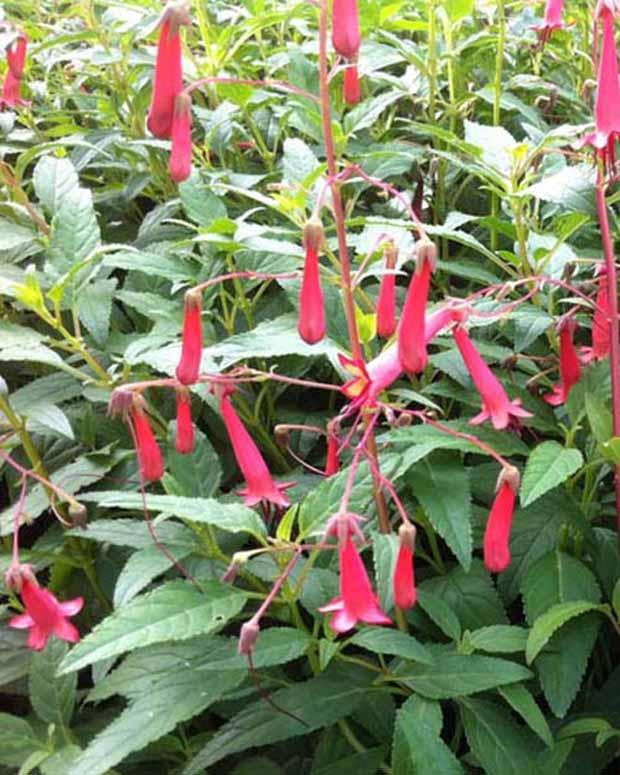 Kap-Fuschia African Queen