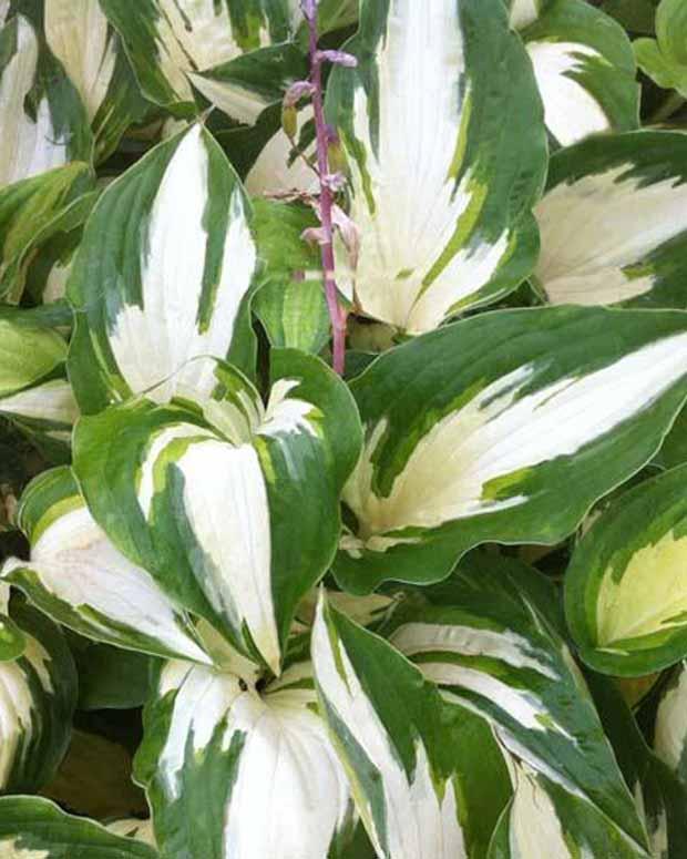 Hosta Christmas Candy Funkia