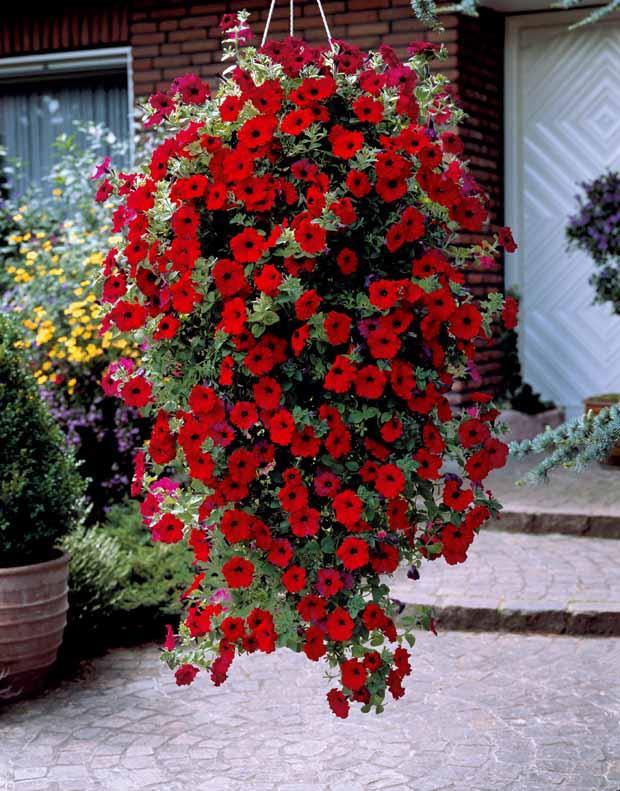 Petunien-Sammlung: rot, rosa, gelb (x9)