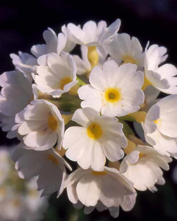 Kugel-Primel Alba
