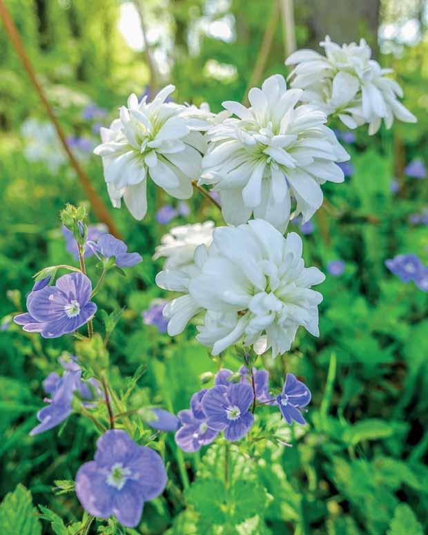 Knöllchen-Steinbrech (Saxifraga Granulata) (x5)