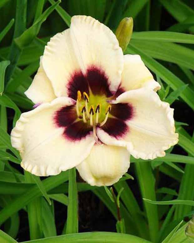 Hemerocallis Piano Man Lilien für einen Tag