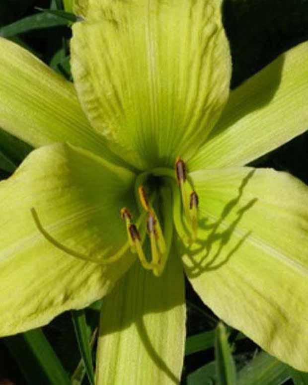 Hemerocallis Greenland Lilie eines Tages