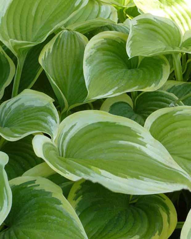 Hosta Victory