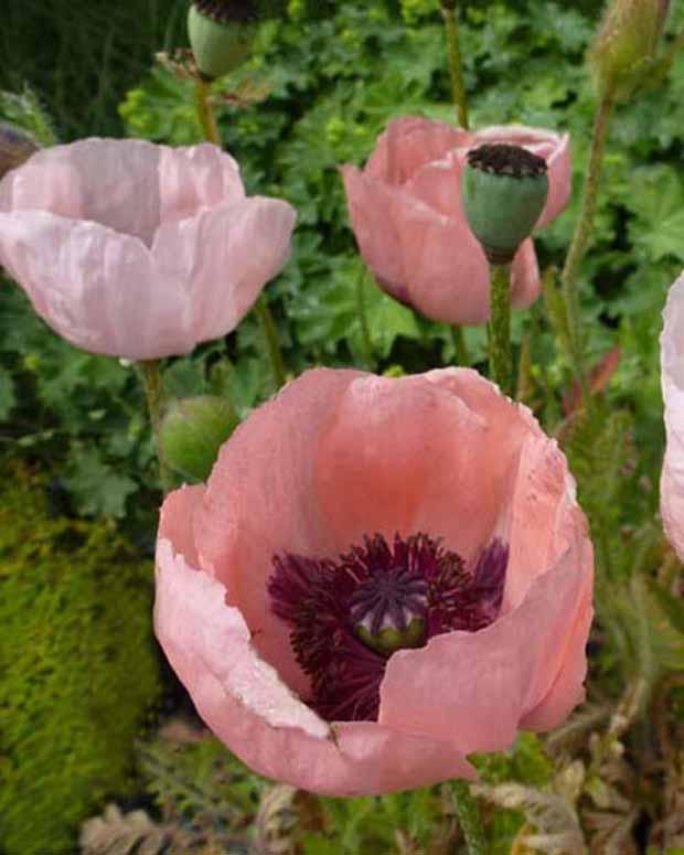 Orientalischer Mohn Prinzessin Viktoria Luise (x3)
