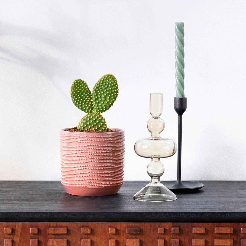 Scheibenkaktus Opuntia microdays