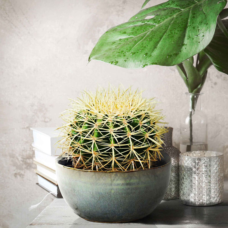 Schwiegermutterstuhl Echinocactus grusonii - Title:Der topf / Ø 10.5cm / Lieferhöhe ca. 15cm