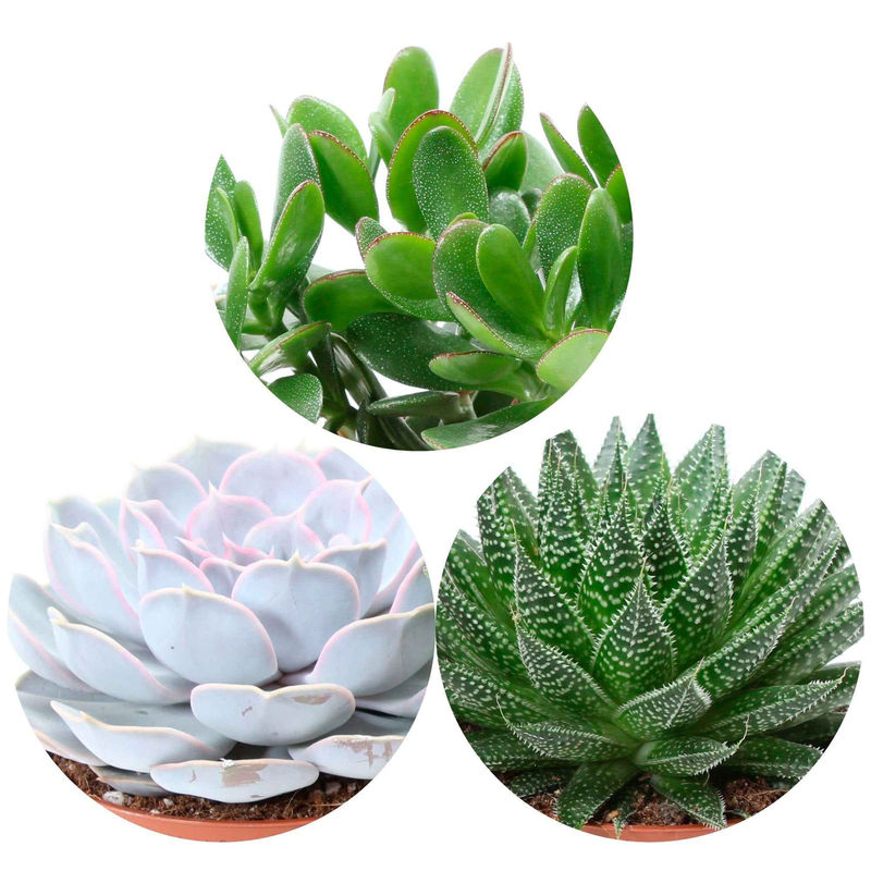 Sukkulentenmischung -  Aloé, Echeveria, Crassula (x3)