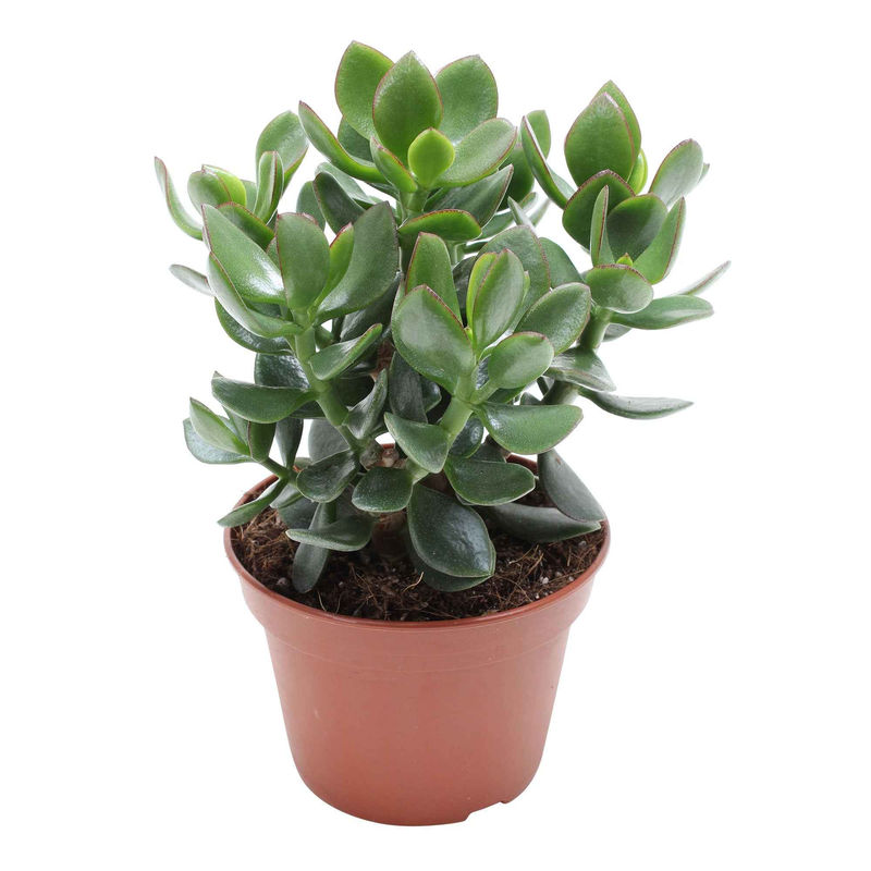 Geldbaum Crassula 'Hulk'